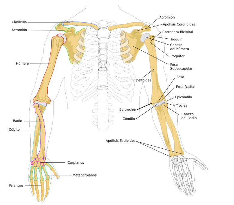 Cintura escapular e Braço - Anatomia I